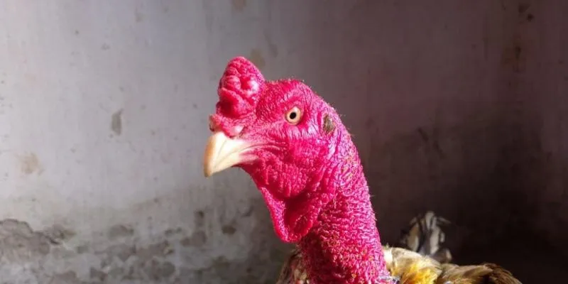 Dựa vào phần đầu để lựa chọn chiến kê