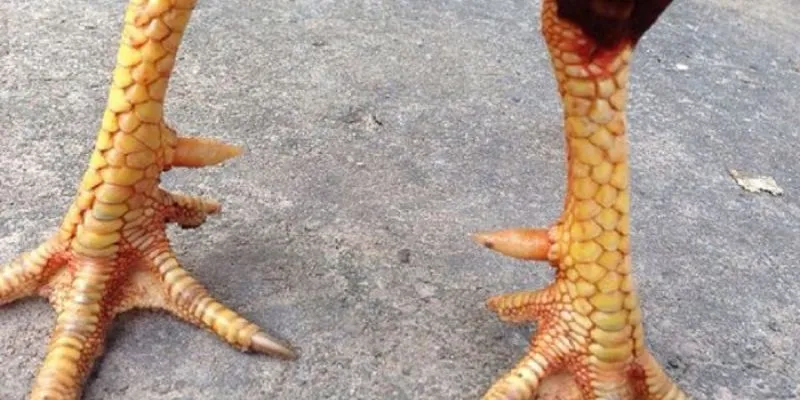 Cách chọn gà chọi hay theo phần vảy