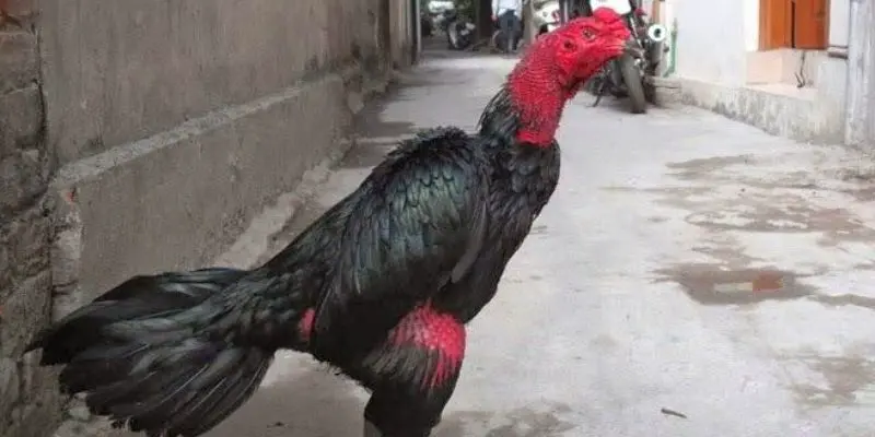 Cách chọn gà chọi hay dựa vào ngoại hình