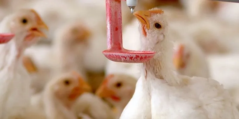 Chia sẻ bí quyết nuôi dinh dưỡng cho gà