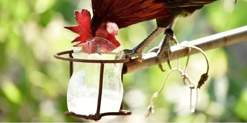 Tổng quan về chế độ dinh dưỡng gà chiến chuẩn