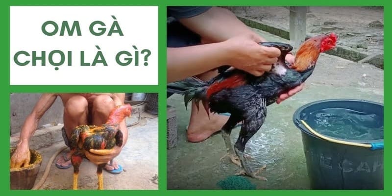 Hiểu thế nào là om gà chọi