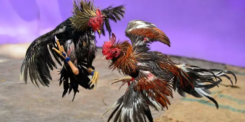 Hướng dẫn tham gia đá gà tại nhà cái alo789