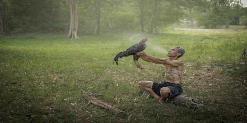 Phương pháp tắm nước cho gà chọi