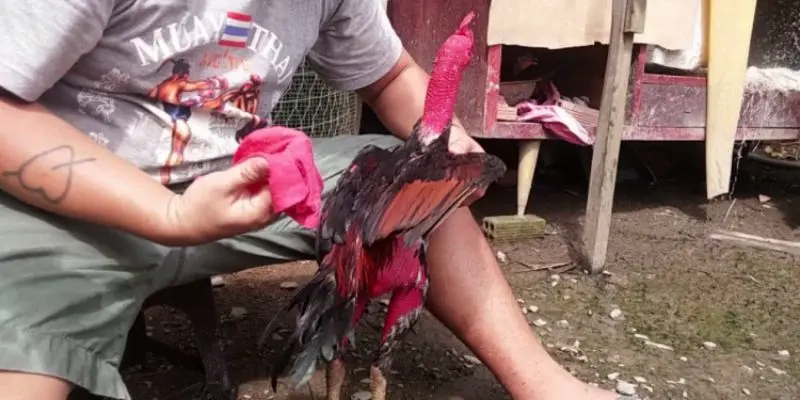 Bài tập luyện cho gà chiến rơi tự do