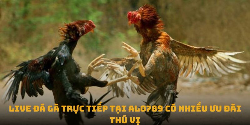 Live đá gà trực tiếp tại Alo789 có nhiều ưu đãi thú vị